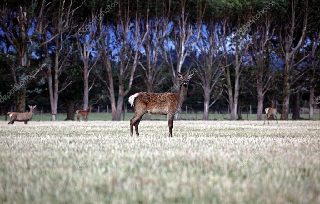 Hunter and guide glassing for deer in the Glenorchy mountains