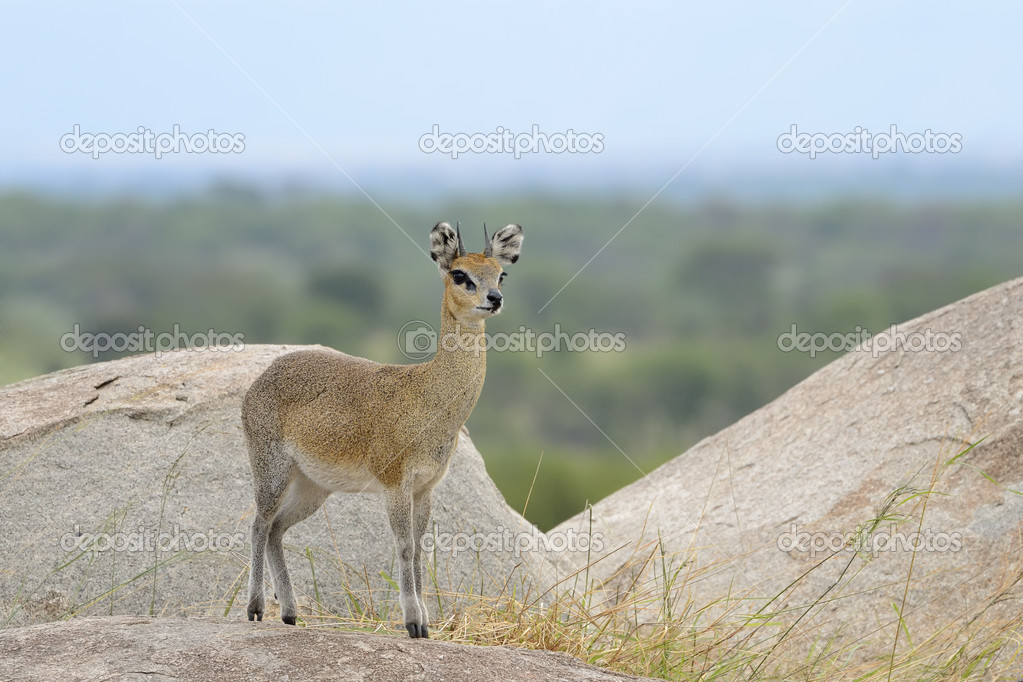 Steep mountain country where chamois live