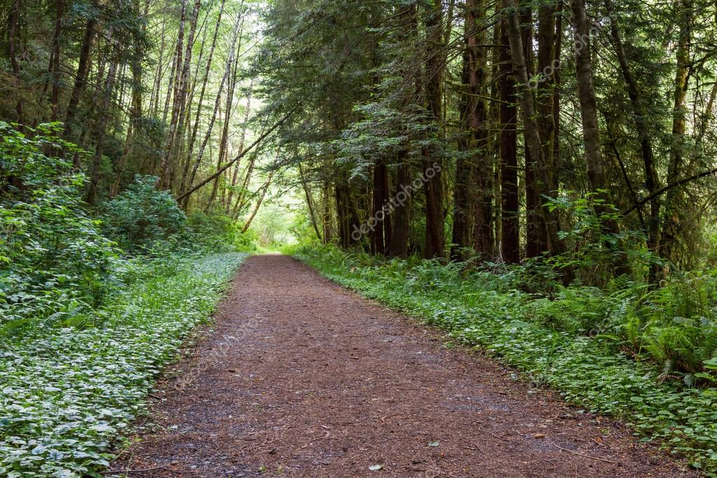 Guests walking on a gentle forest track surrounded by ferns