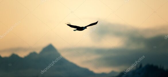 Hunter glassing free-range animals in the Glenorchy mountains at sunrise