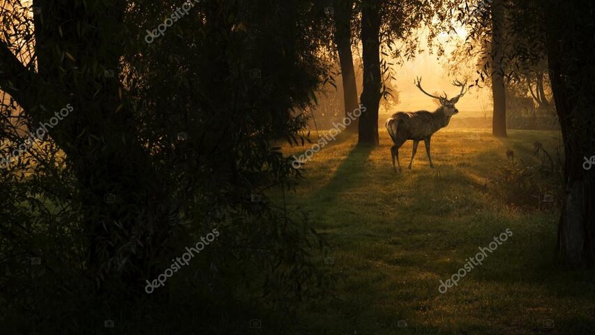 Hunter glassing for red deer across a wide Glenorchy valley at first light.