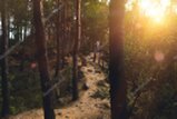 Sunlight filtering through native forest onto a quiet walking path